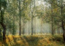 green-1072828_960_720