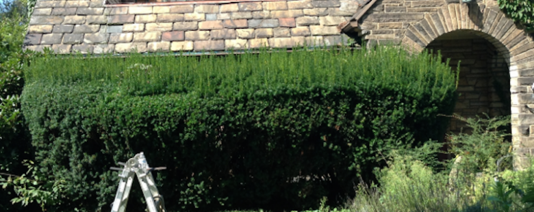 bushes-b4-604x270