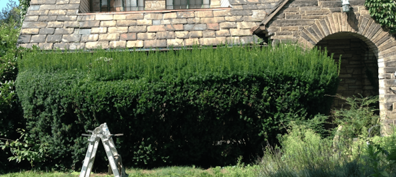 bushes-b4-604x270