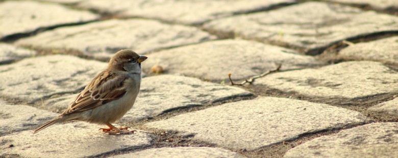 sparrow