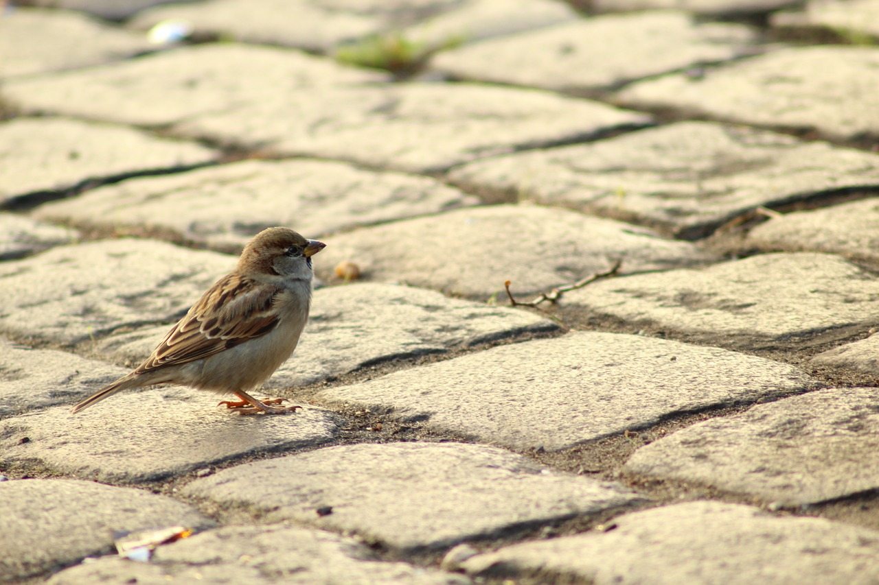 sparrow